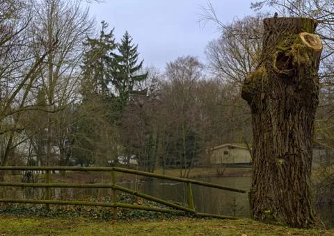 The rest of an old tree on a cold winter day Stock Photos
