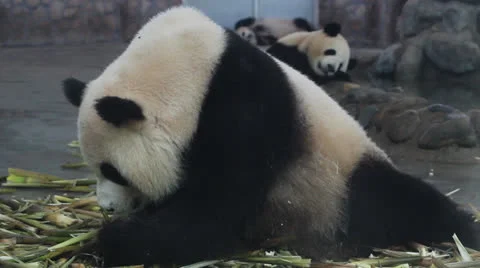 The rest of the panda in the zoo Stock Footage 24805610