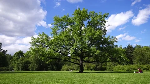 Rest in the park next to a large spreading tree Stock Footage 155026225