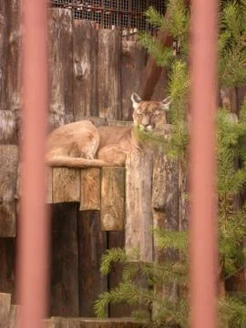 Rest of puma Stock Photos