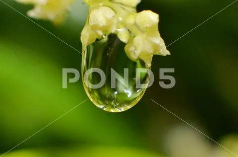 The rest of the raindrops that stick and hang on the flowers and leaves Stock Photos