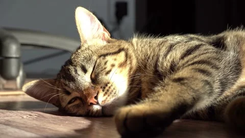 Rest, relaxation and sleeping cat. The cat is lying. Close-up tabby domestic Stock Footage 164450040