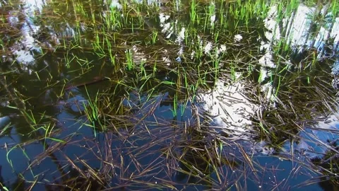 The rest of the rice harvest in the fields and flood water Video stock 197375407