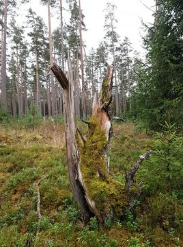 The rest of the rotten tree trunk is covered with moss in clearing in the for Stock Photos