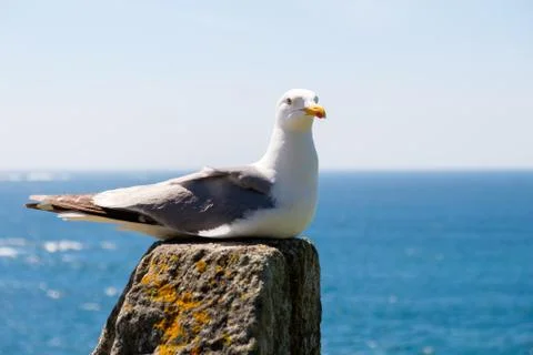 Rest the seagull Foto stock