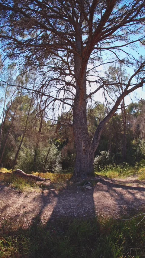 Rest Space with Mediterranean Pine in Benidorm Forest Stock Footage 335029074