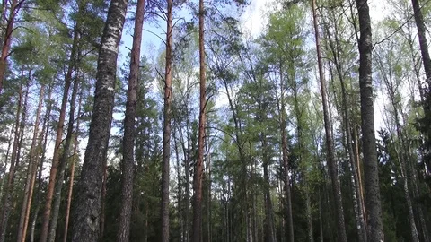 Rest on the spring Streshno Lake Stock Footage 104819452