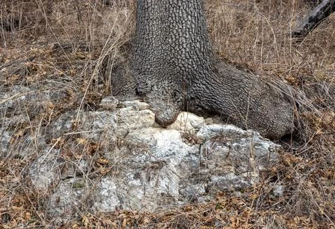The rest of the stump of a burnt tree from a lightning strike in the forest Stock Photos