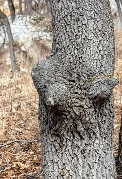 The rest of the stump of a burnt tree from a lightning strike in the forest Stock Photos