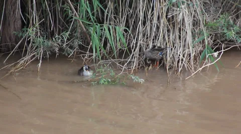 In the rest of the wild ducks Stock Footage 39258206