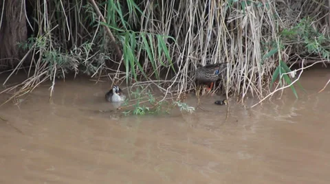 In the rest of the wild ducks Stock Footage 39259303