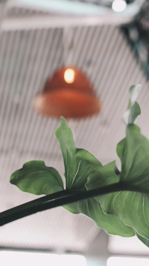 Restaurant and cafe, dishes, interior Stock Footage 229657679