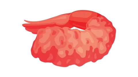 Restaurant shrimp icon animation Stock Footage 152554036