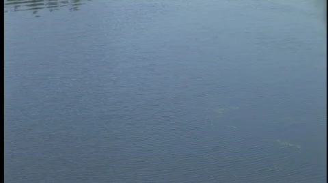 RestaurantPond Stock Footage 86353