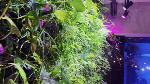 The restaurant's interior elements include hanging gardens Stock Footage 299716173