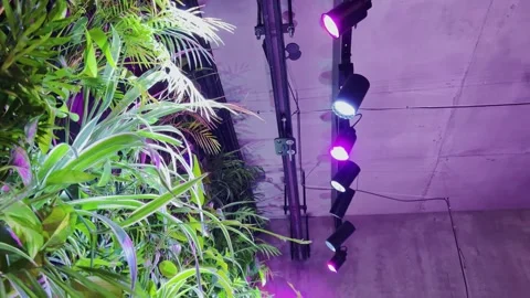 The restaurant's interior elements include hanging gardens with lighting  Stock Footage 299716331