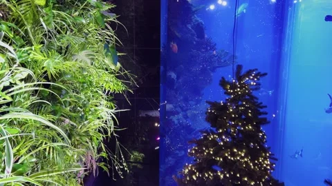 The restaurant's interior elements include illuminated hanging gardens. Stock Footage 299715272