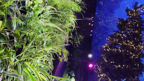 The restaurant's interior elements include illuminated hanging gardens Stock Footage 299715613