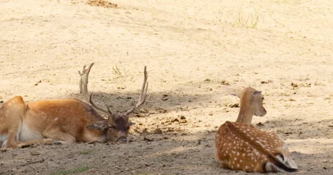 Restful Harmony: Persian Fallow Deer Relaxing Together Stock Footage 255951389