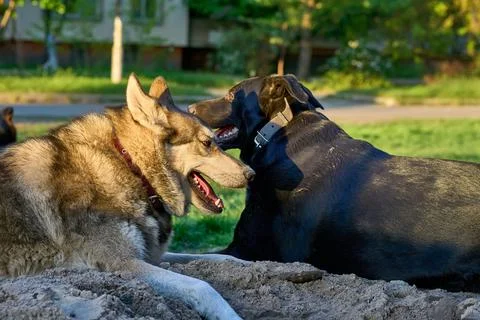 Resting after work. Laika and Labrador lying on the green grass Фото