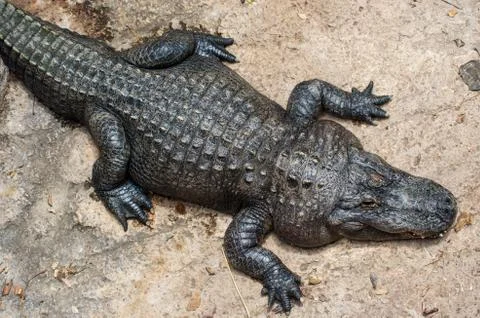 Resting Alligator Stock Photos