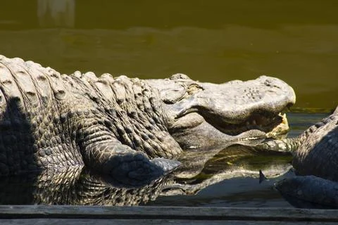 Resting Alligators in an Enclosure Stock Photos