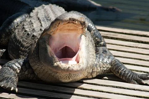 Resting Alligators in an Enclosure Stock Photos
