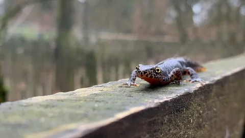Resting Alpine Newt Stock Footage 126036551