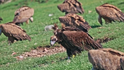 Resting and clean their feathers on Rocky slopes The Pyrenees mountain Stock Footage 247555503