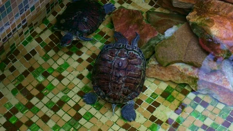 Resting and swimming Trachemys scripta tortoises in the artificial pond outdoors Stock Footage 246329779