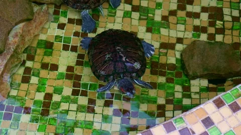 Resting and swimming Trachemys scripta tortoises in the artificial pond outdoors Stock Footage 246850911