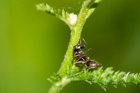 Resting ant Foto stock