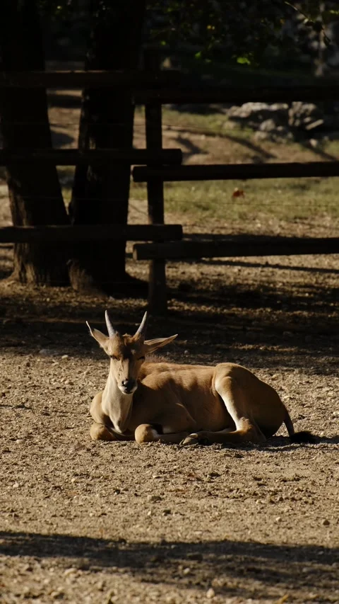 A resting antelope lies on sandy ground in warm sunlight. The calm scene shows Stock Footage 325741459