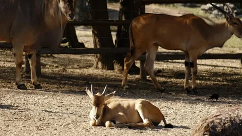 A resting antelope lies on sandy ground while other antelopes walk behind in a Stock Footage 325787345