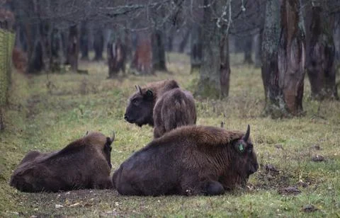 Resting aurochs Stock Photos