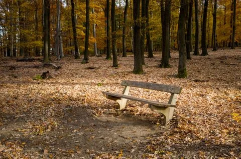 Resting in the Autumn Forest Stock Photos