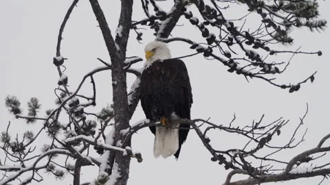 Resting Bald Eagle Bird At Snow-Covered Trees Of McIntyre Creek Park In Stock Footage 294693353