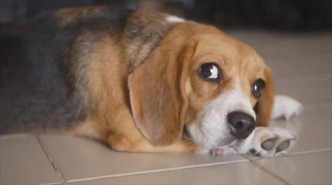 Resting beagle with curious eye Stock Footage 40032870