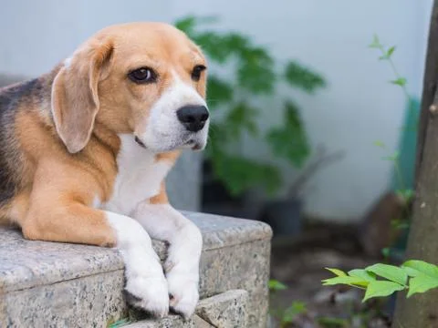Resting beagle Stock Photos