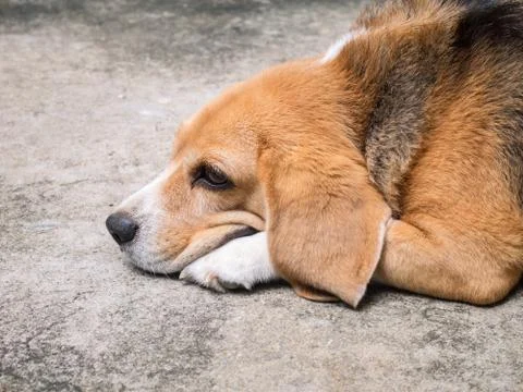 Resting beagle Stock Photos
