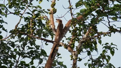 Resting in between two branches eating fruits as seen from its back, Stock Footage 268423936