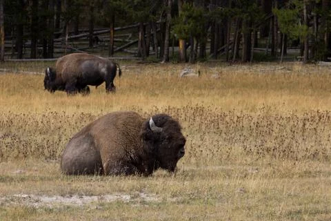 Resting Bison Stock Photos
