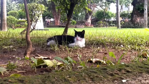 Resting Black and White Cat in a Park Suddenly Walked Away Stock Footage 150542947