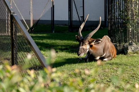 Resting Bongo Stock Photos
