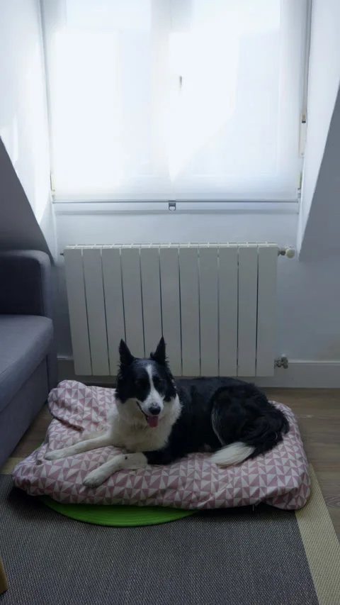 Resting Border Collie: Video stock 346312254