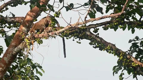 Resting on a branch of a fruiting tree while eating and then moves forward Stock Footage 183961683