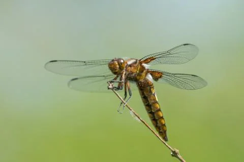 Resting Broad-bodied chaser Stock Photos