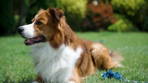 Resting brown and white border collie dog lying on lush green lawn with rope toy Stock Footage 312592990