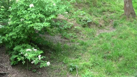 Resting brown bear (Ursus arctos) in the forest Video stock 213591433