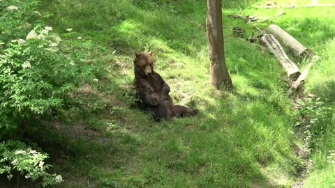 Resting brown bear (Ursus arctos) in the forest Stock Footage 232204727